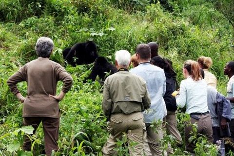 Discover the Experience of Gorilla Trekking through Luxury Safaris